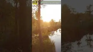 Sunset Over a Forest Lake 🌅🌲 | Peaceful Nature Short for Relaxation & Calm