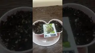 오클라호마 메디컬 떨 ㅋ closet veg room, oklahoma medical cannabis educational grow #plants