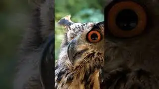 Amazing Owl Sound 🦉| Dangerous owl #shorts