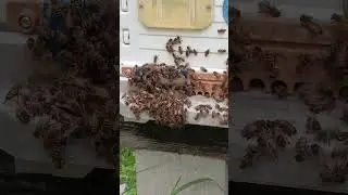 Bees Buzz
