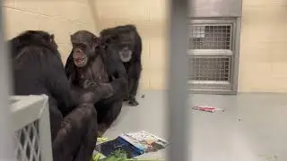 Honey B, Willy B,  Gordo and Dora Introduction