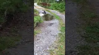 Animalsdt  black dog running back and forth through puddle