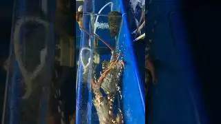 MOLTING LOBSTER 🦞 #fishing #catchandcook #shorts