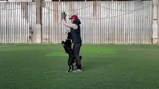 Танцы с собаками Dog dance Тимошина Светлана & Брина. Танец 