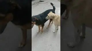 Beautiful Streets many Dog 🐕 #niteshpandey 😀