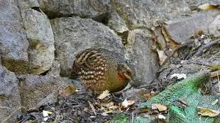 Hill Partridge feeding & foraging on the hillside #partridge #naturallywild
