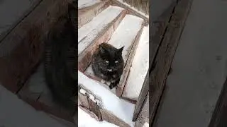 #cat#друзья#друзі#frends#кот#зима#подпишись#спасибозаподдержку#лайк#донат#деревня#карта#сбербанкВопи