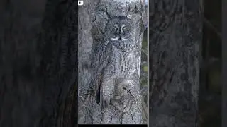 Ek ullu ki two bhayanak eye #shortvideo