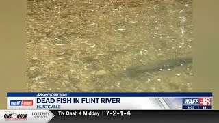 Flint River Fish Kill