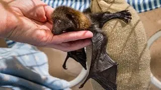 Critically Endangered Bat Pup Delieverd Via C-Section