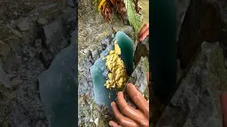 The process of finding gold | finding gold in bedrock fragments | finding gold nuggets worth $2500