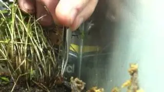 Feeding my Echinotriton Andersoni