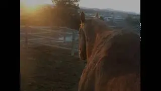 In Memory of Junior the Thoroughbred (1995-2015)