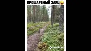 ХИТРЫЙ ЗАЙКА|Sly bunny