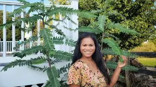 Khmer USA Garden Sesbania Grandiflora Hummingbird Tree And Backyard Tour | My Garden In Maryland
