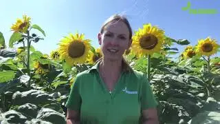 Nuseed U.S. & Canada - Sunflower Market Options