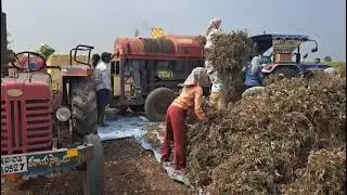 Harvesting of Blackgram