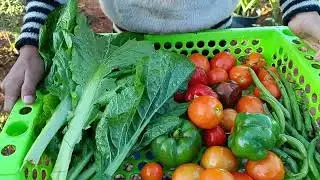 My kitchen garden harvesting 