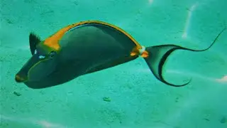 Orangespine unicornfish