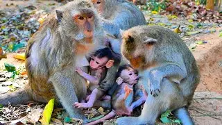 Primate monkey.../Sweet mother breastfeeding babies.../Terrific life baby.../Nice clip