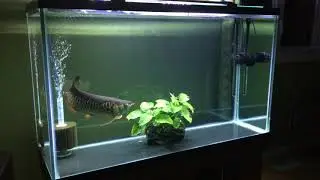 Red Tail Golden Arowana