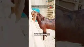 Shok With Cattle Junoon 🐂 like and subscribe please my YouTube channel 🐐💓 MASHALLAH