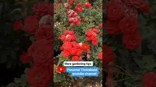 ரோஜா செடிகள் பூத்துக் குலுங்க டிப்ஸ் / rose ￼ plant flowering tips in Tamil