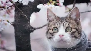 Spring  диско пати