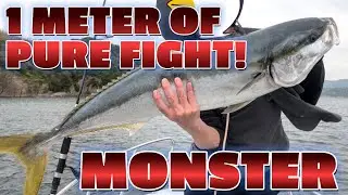 Monster Yellowtail (1m BURI) on DAIWA Jig Setup &ndash; Catch & Cook in Rural Japan | Fishing Trip