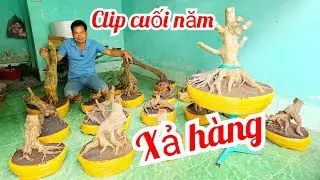 A T&iacute; 📲 O979427OO3 xả h&agrave;ng cuối năm mai v&agrave;ng vườn chuẩn bonsai gi&aacute; rẻ 27/1 Chợ Gạo (@MaiV&agrave;ngQu&ecirc;Dừa)