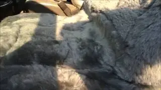 Leader Accessories Universal Sheepskin High Back Seat Cover ) review