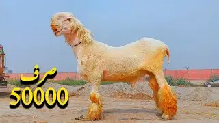 full down mundra mandi dera ghazi khan ||  03314765253 top quality original mundra mundra goat farm