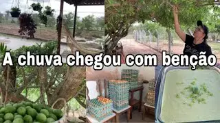 🌧A CHUVA CHEGOU COM BENÇÃO 🌧COLHI UMBU E FIZ MOUSE NA ROÇA 💚