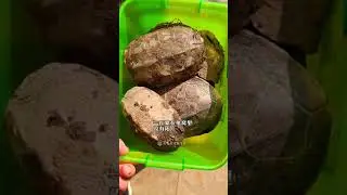 Unveiling the Remarkable Reawakening of a Winter Sleeping Turtle!