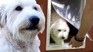 Как приучить собаку пользоваться дверцей для собак