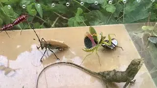 Explore the wild, hunt for beautiful and strange insects 