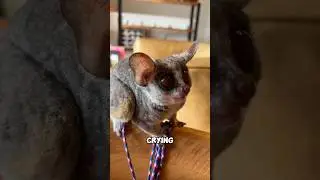 Why galago's are called bush babies? 😨