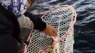 Tokyo Bay Sea Bass flyfishing 2016 10 15
