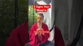3 Signs Your Weed Is Ready for Harvest | How to grow weed