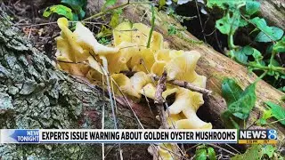Experts issues warning about golden oyster mushrooms