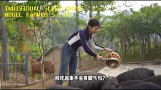Start-up Ecological Black Pig Farming Model Farmer's life episode 3  -Raising Black Wild Boars