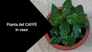 Pianta del caff&egrave; in vaso
