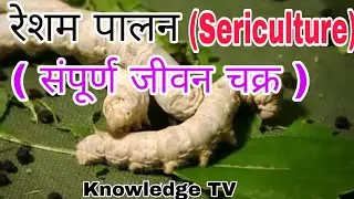 Sericulture In hindi - Knowledge TV