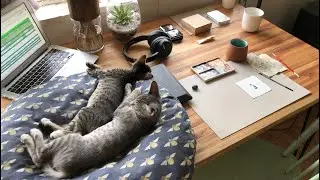 Cute Kitten Content | The Last Week with our Foster Kittens