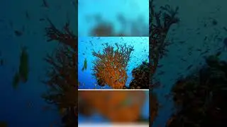 Hypnotic Fluorescent Coral: Mesmerizing Sway in the Dark Aquarium