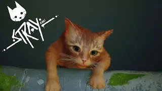 ЭТА КИСКА В ЗОНЕ РИСКА ฅ₍^• ˕ •^₎ฅ ✦ STRAY #1