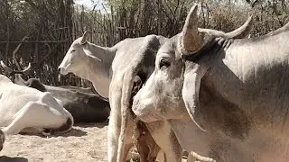 V/S  (thari civilization) is live! with beautiful bull and cow