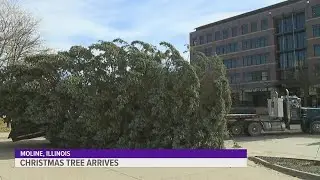 45-foot-tall Christmas tree arrives at Vibrant Arena