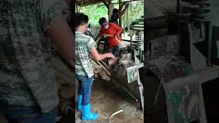 Abaca Fiber Extraction