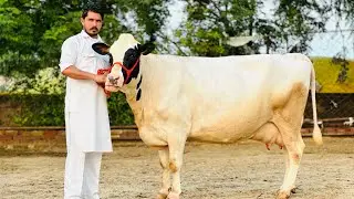 Heavy Milker cows at low rates || ABS,Denmark || Brand of Punjab || Gurwinder Dairy Farm
